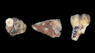 Two fossil teeth and a bit of skull are seen on a black background. They belonged to ancient human relatives called Denisovans.