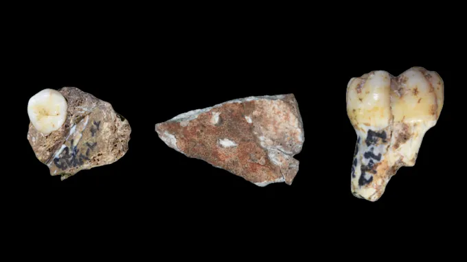Two fossil teeth and a bit of skull are seen on a black background. They belonged to ancient human relatives called Denisovans.
