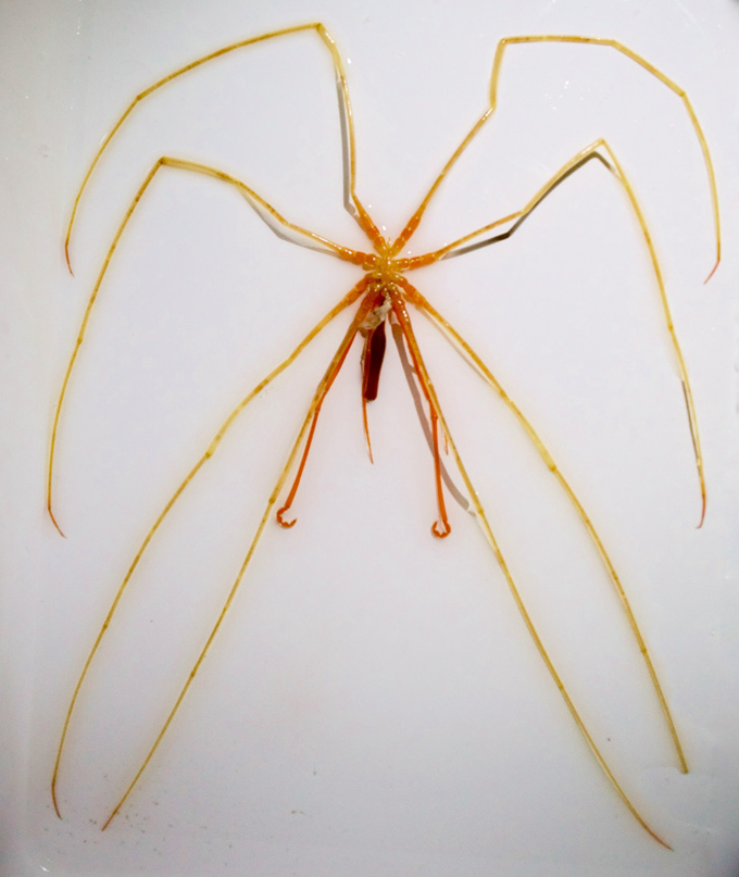 This orange-yellow giant sea spider sports eight long legs and a body the size of a person's finger.