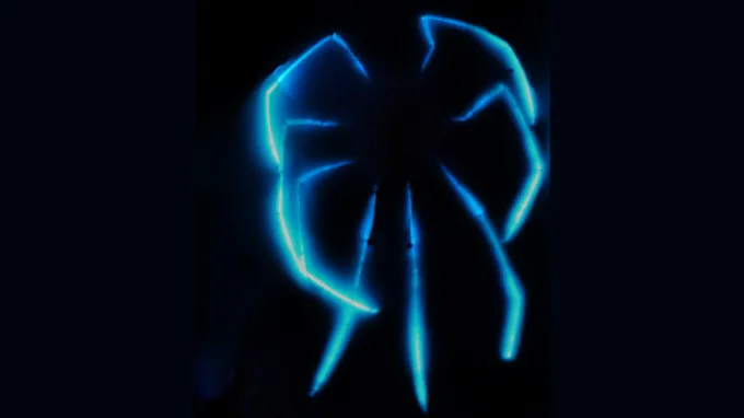 Eight long sea spider legs glow blue in the dark.