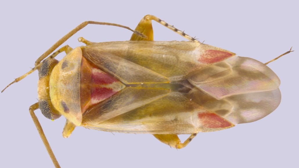 A transluscent yellow bug with red features shown under magnification.