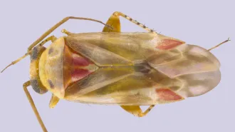 A transluscent yellow bug with red features shown under magnification.