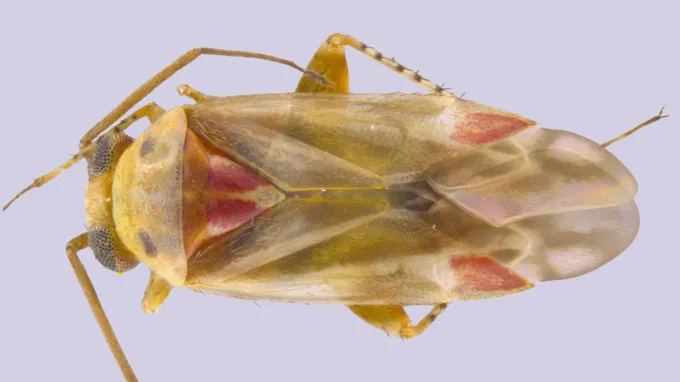 A transluscent yellow bug with red features shown under magnification.