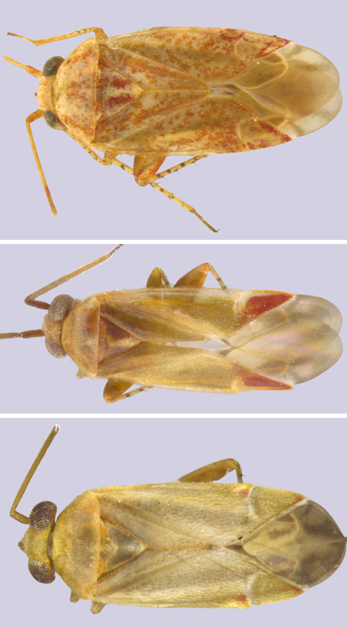 Three images of transluscent yellow bugs with varying reddish features