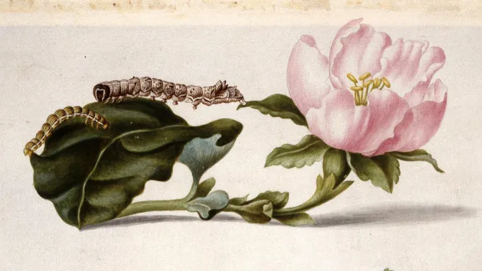 Historical botanical illustration by Maria Sibylla Merian showing two caterpillars crawling on the leaves of a plant with a large pink flower.