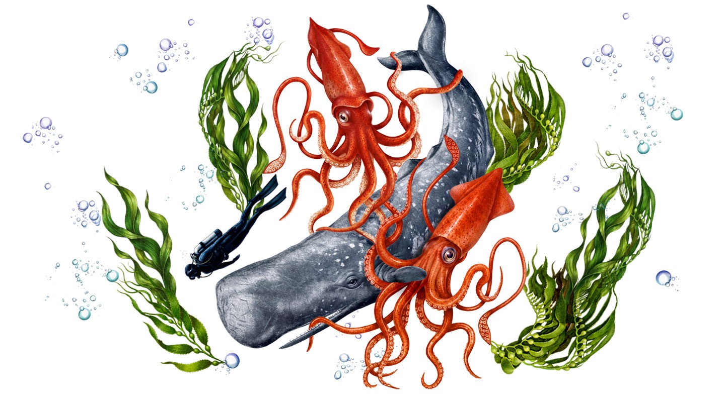an illustration of a whale, diver, squid and seaweed